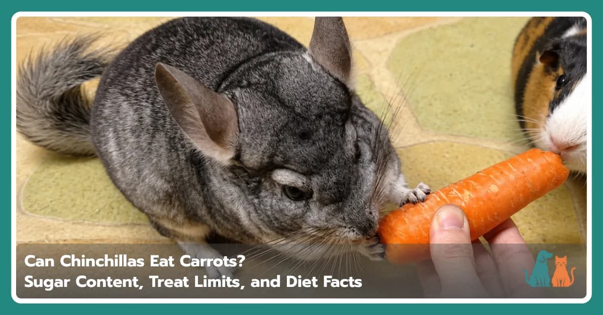 Can Chinchillas Eat Carrots? Sugar Content, Treat Limits, and Diet Facts