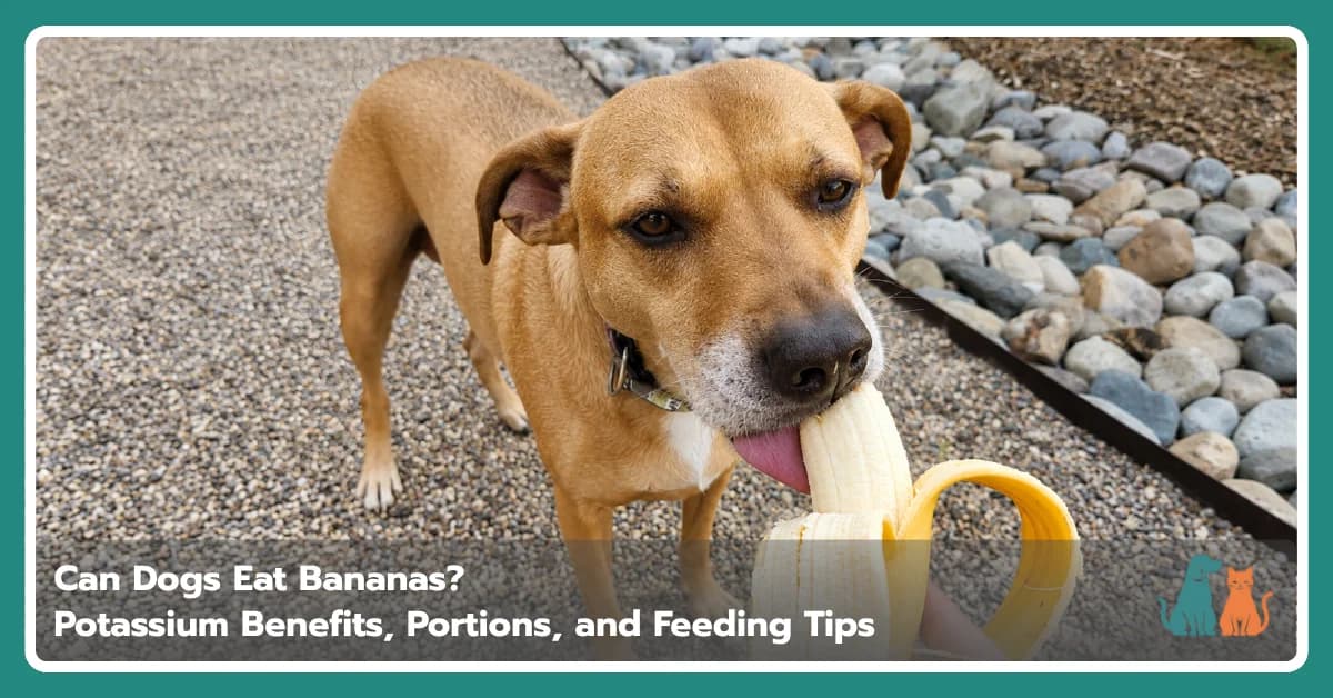 Can Dogs Eat Bananas? Potassium Benefits, Portions, and Feeding Tips