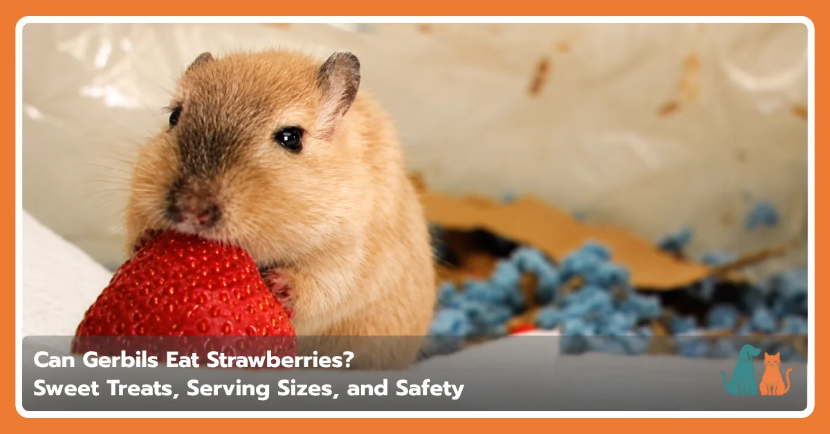 Can Gerbils Eat Strawberries? Safe Feeding Guide