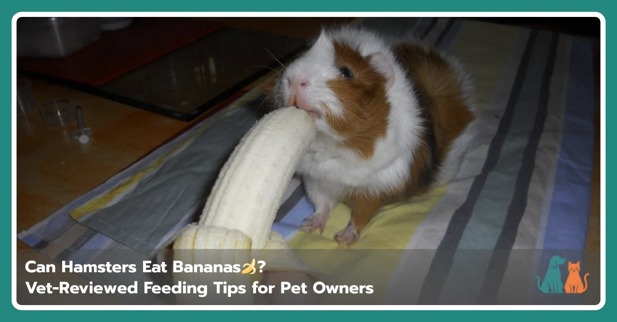 Can Hamsters Eat Bananas? Safe Treat Guide for Healthy Feeding