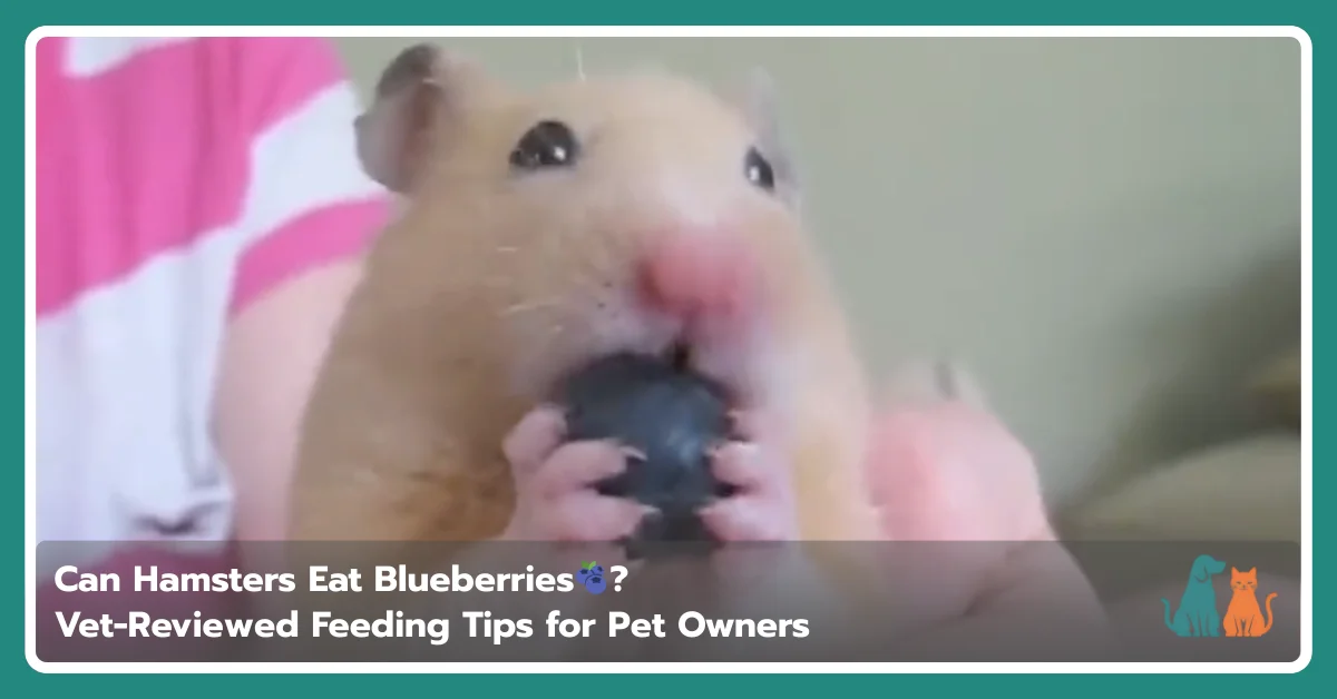 Can Hamsters Eat Blueberries? Vet-Reviewed Feeding Guide