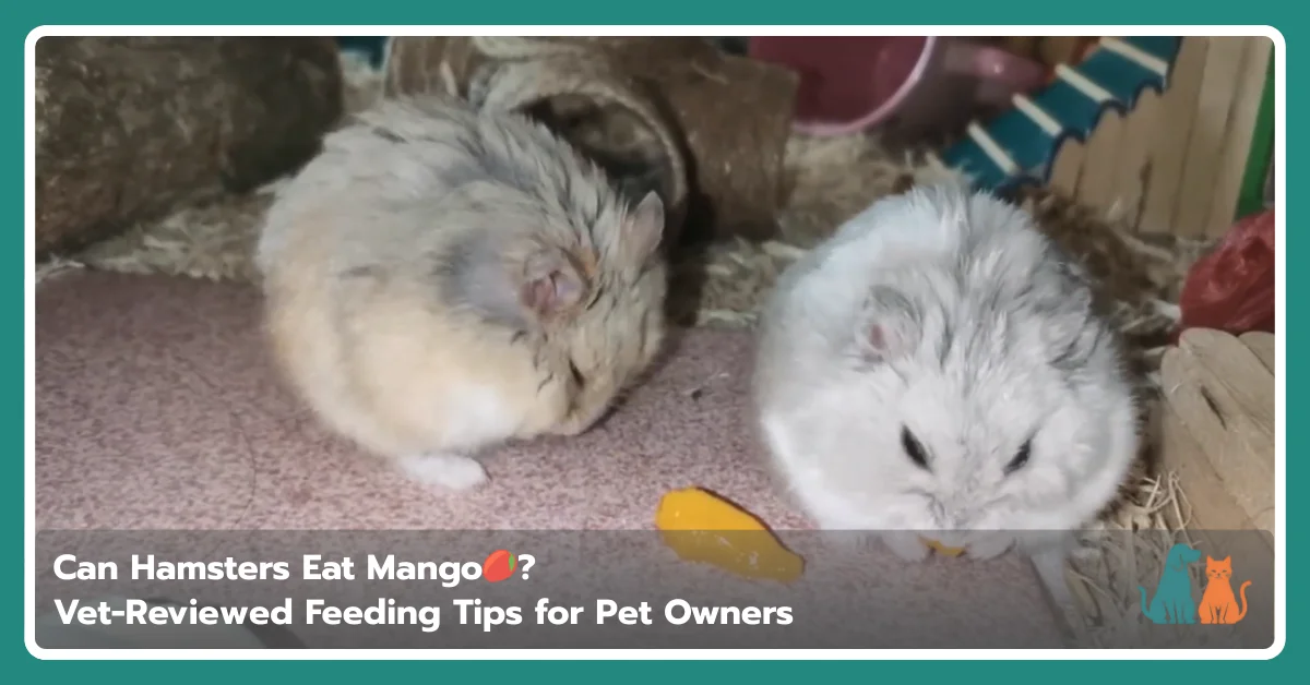 Can Hamsters Eat Mango? Safe Portions and Health Risks