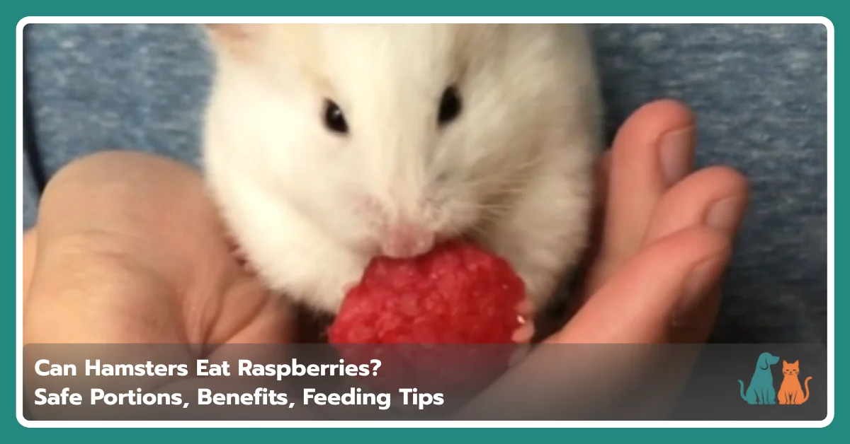 Can Hamsters Eat Raspberries? Safe Portions, Benefits, Feeding Tips