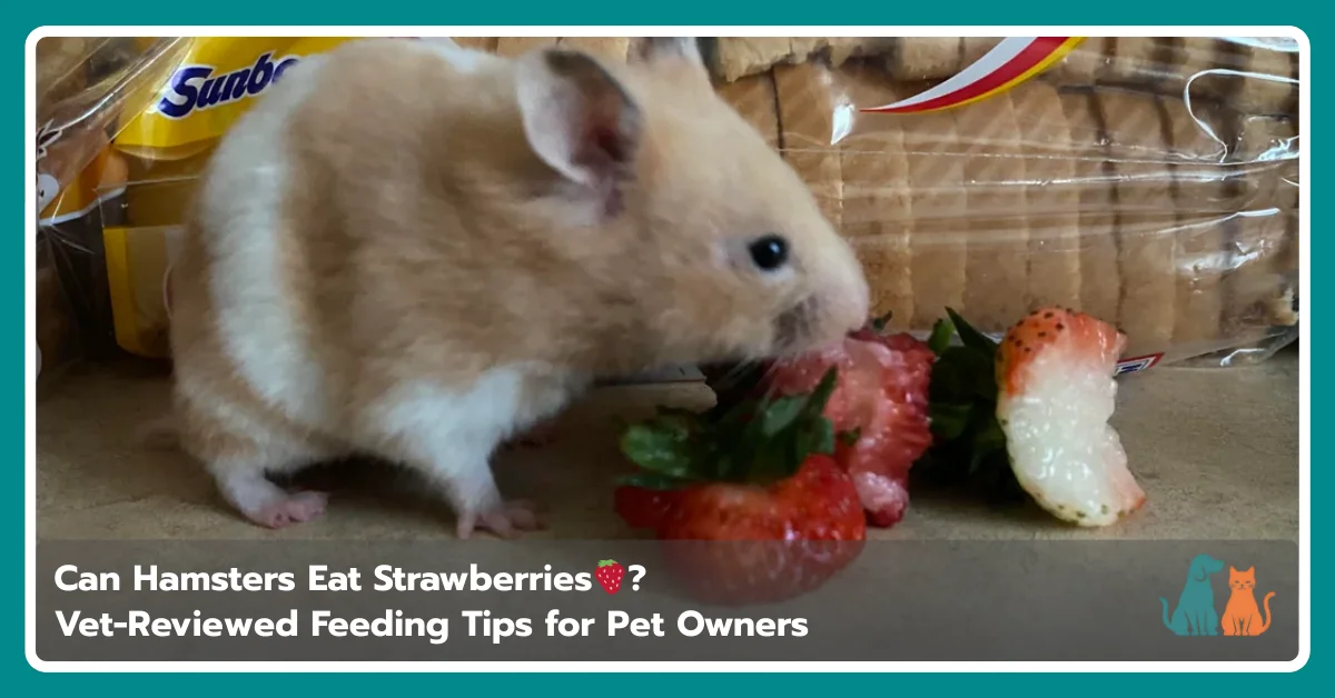 Can Hamsters Eat Strawberries? Safety, Portions & Vet Advice