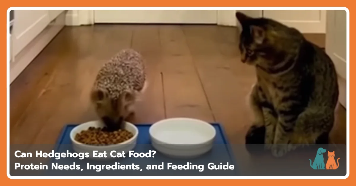 Can Hedgehogs Eat Cat Food? Protein & Safety