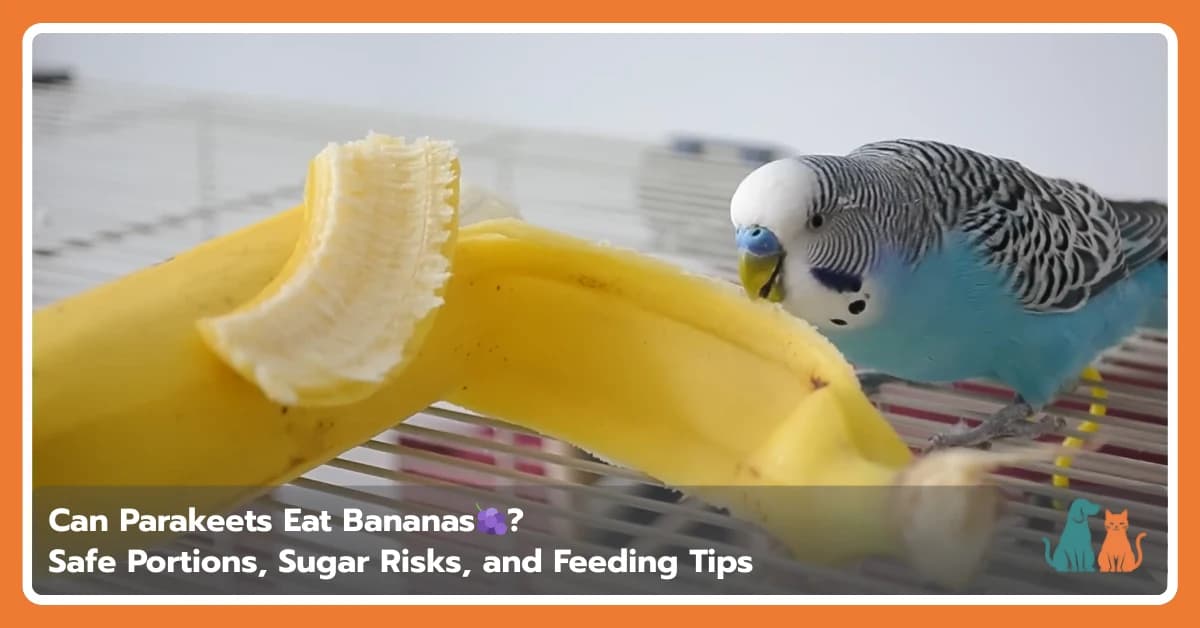 Can Parakeets Eat Bananas? Safe Portions, Sugar Risks, and Feeding Tips
