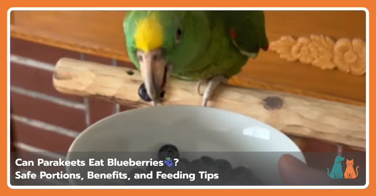 Can Parakeets Eat Blueberries? Safe Portions, Benefits, and Feeding Tips