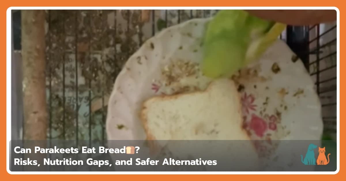 Can Parakeets Eat Bread? Safety and Nutrition Advice