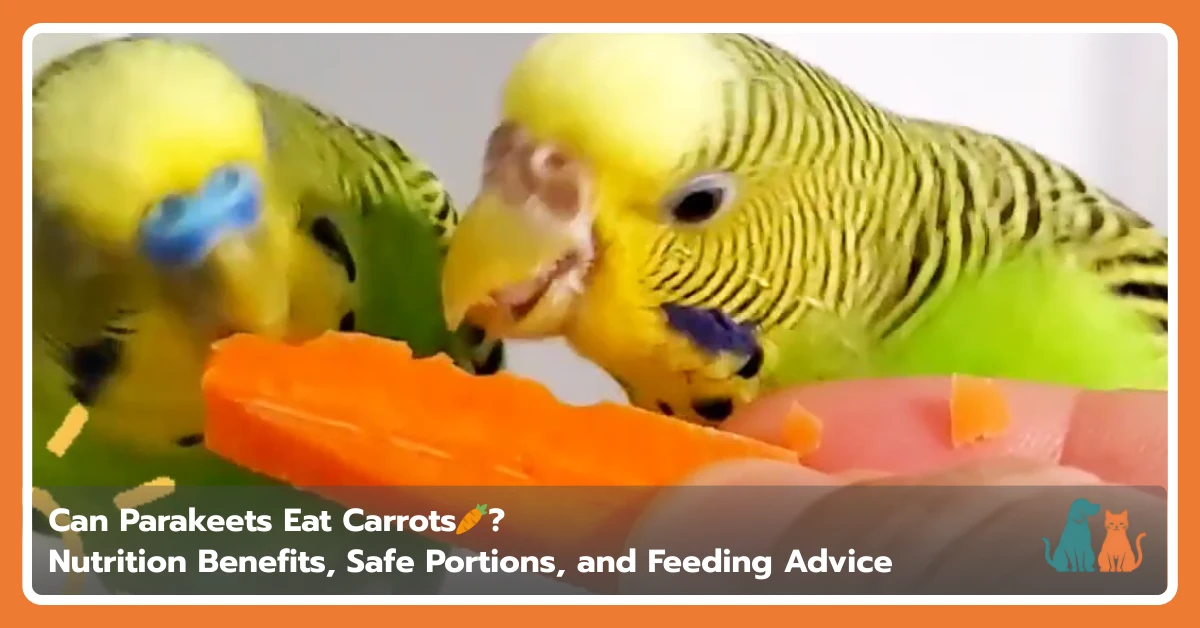 Can Parakeets Eat Carrots? Nutrition Benefits and Feeding Tips