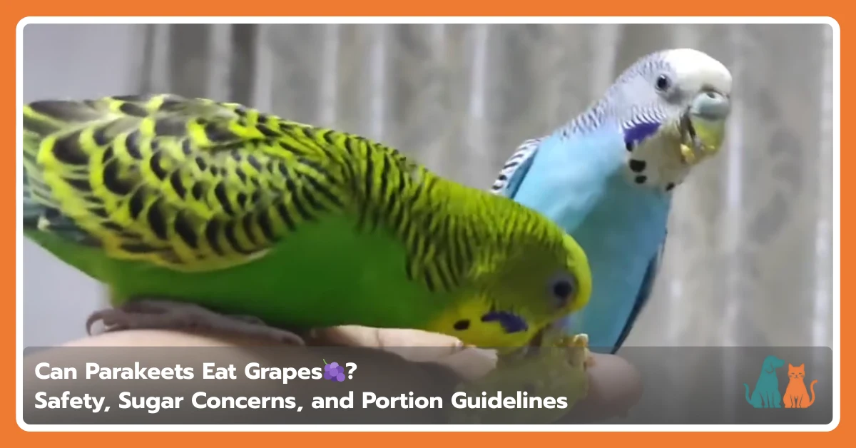Can Parakeets Eat Grapes? Safety, Sugar Concerns, and Portion Guidelines