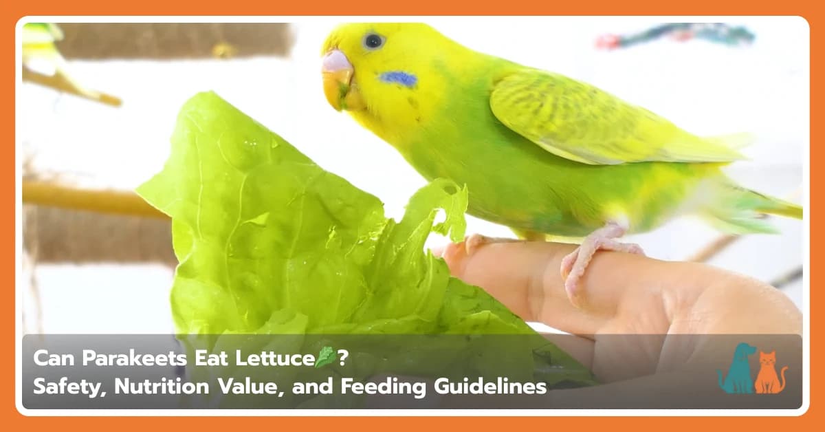 Can Parakeets Eat Lettuce? Safety, Nutrition Value, and Feeding Guidelines