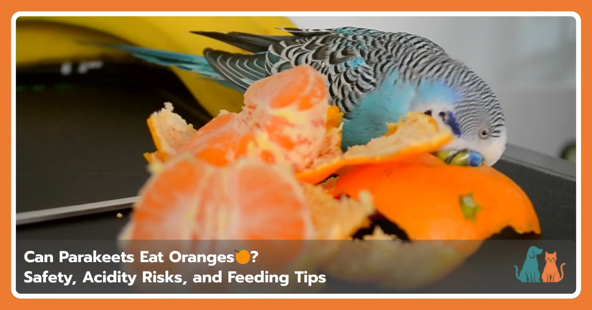 Can Parakeets Eat Oranges? Safety, Acidity Risks, and Feeding Tips