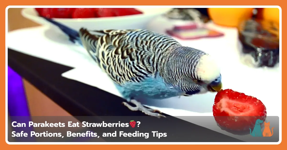 Can Parakeets Eat Strawberries? Safe Portions, Benefits, and Feeding Tips
