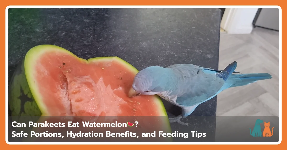 Can Parakeets Eat Watermelon? Safe Portions, Hydration Benefits, and Feeding Tips