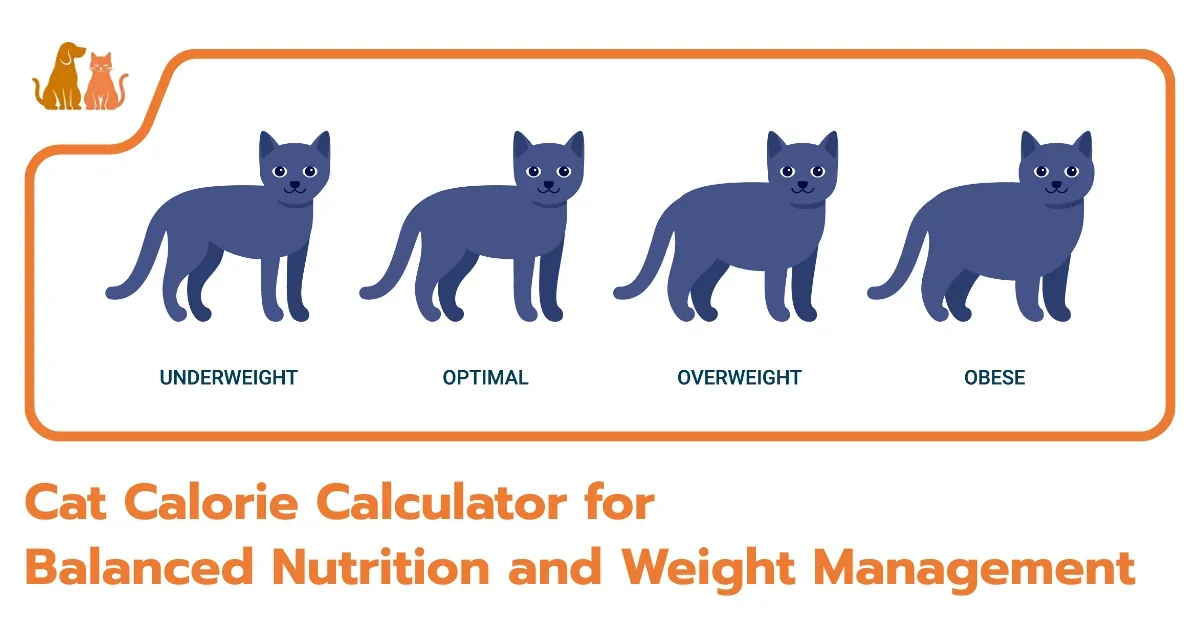 Cat Calorie Calculator