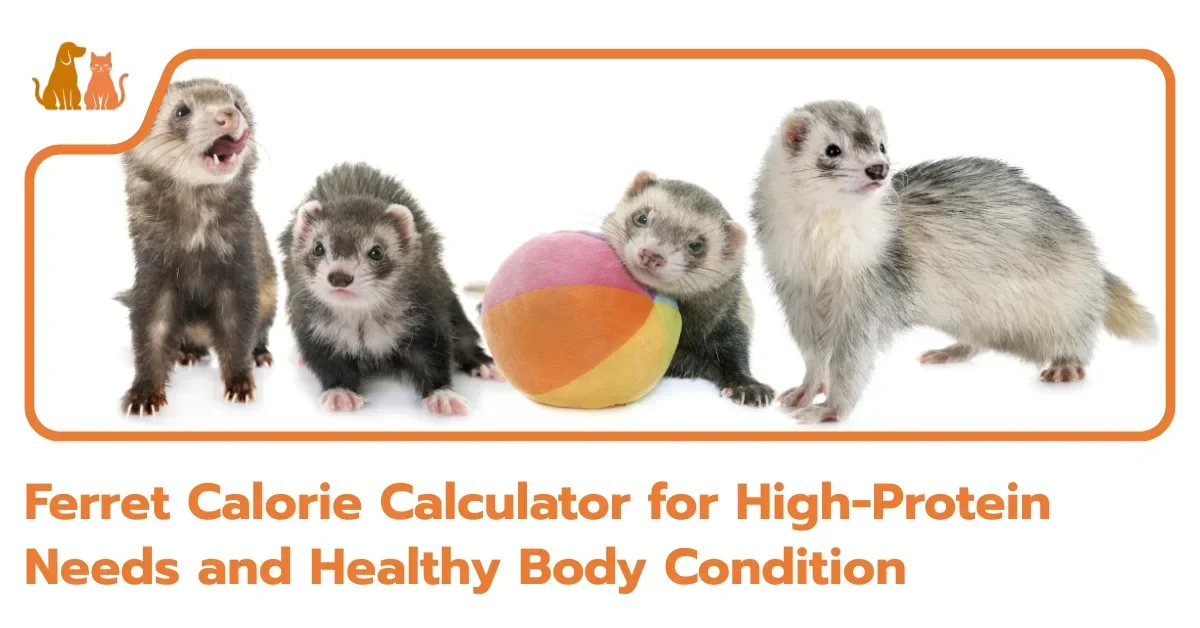 Ferret Calorie Calculator