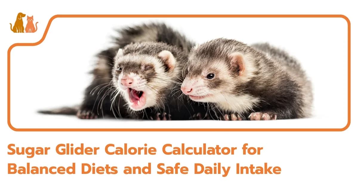 Sugar Glider Calorie Calculator