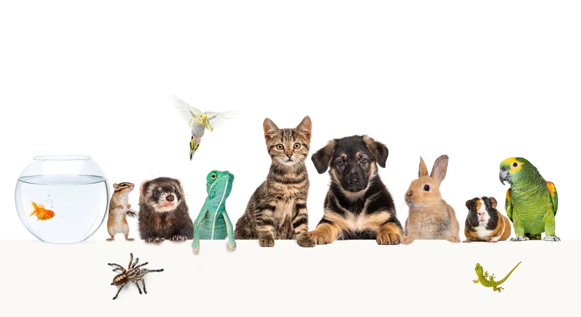 Hero pets