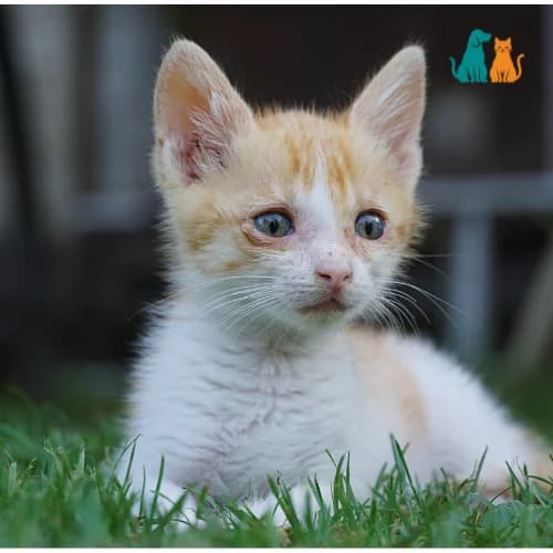 Feline Protein Absorption: A Longitudinal Study
