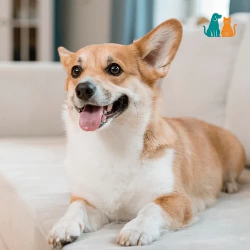 Pet nutrition research