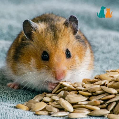 Harmful Additives in Small Pet Foods: A Data-Driven Review