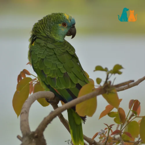 Parakeets