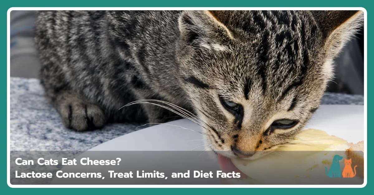 Can Cats Eat Cheese? Lactose & Feeding Facts Can Cats Eat Cheese? Lactose & Feeding Facts