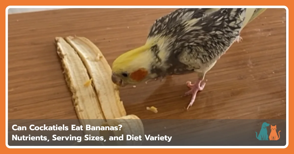 Can Cockatiels Eat Bananas? Feeding & Nutrition Can Cockatiels Eat Bananas? Feeding & Nutrition