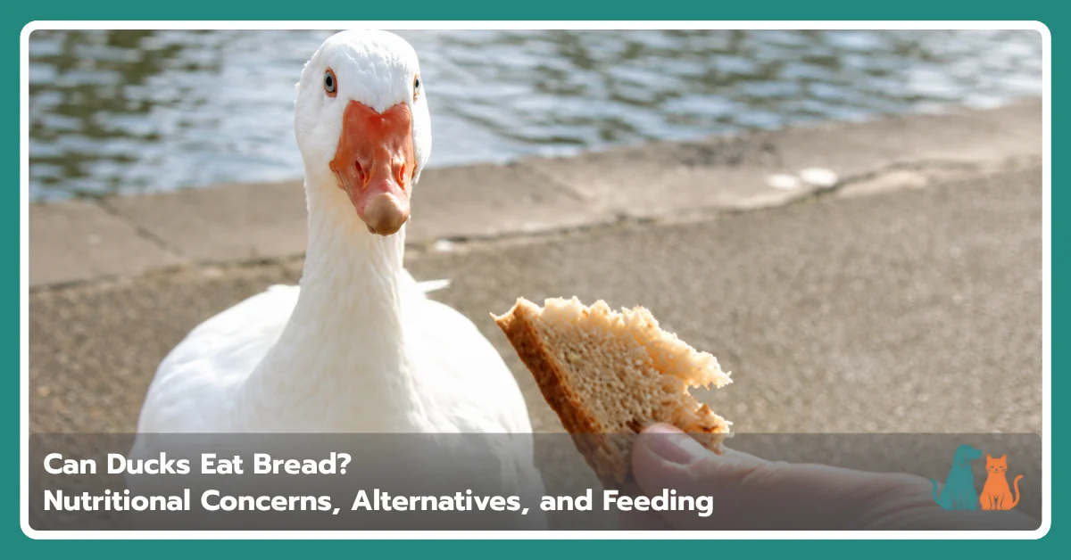 Can Ducks Eat Bread? Feeding Facts Explained Can Ducks Eat Bread? Feeding Facts Explained