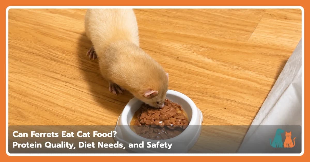 Can Ferrets Eat Cat Food? Diet & Safety Facts Can Ferrets Eat Cat Food? Diet & Safety Facts