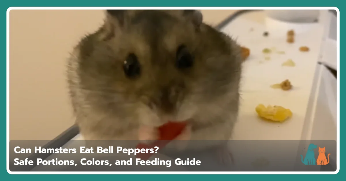 Can Hamsters Eat Bell Peppers? Safe Feeding Guide Can Hamsters Eat Bell Peppers? Safe Feeding Guide
