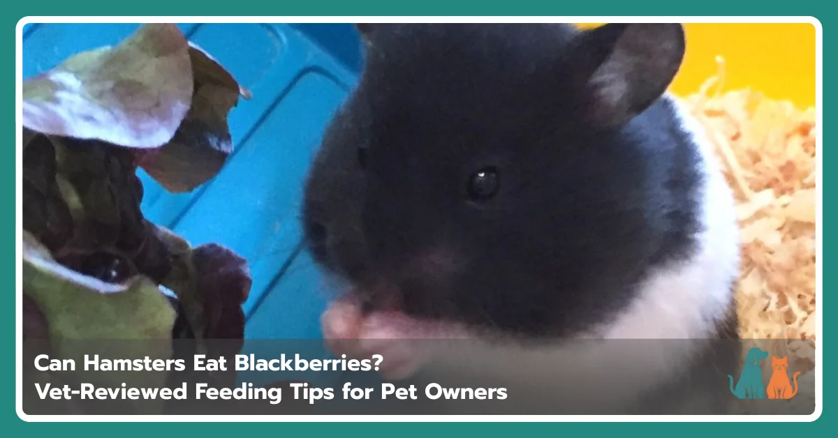 Can Hamsters Eat Blackberries? Safety, Risks, and Portions Can Hamsters Eat Blackberries? Safety, Risks, and Portions