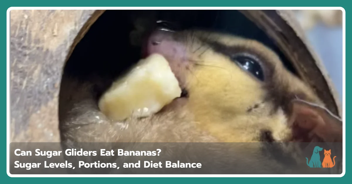 Can Sugar Gliders Eat Bananas? Safe Feeding Tips Can Sugar Gliders Eat Bananas? Safe Feeding Tips