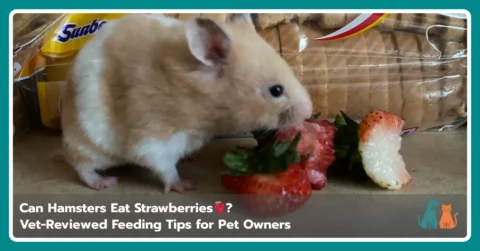 Can Hamsters Eat Strawberries 1 Can Hamsters Eat Strawberries?