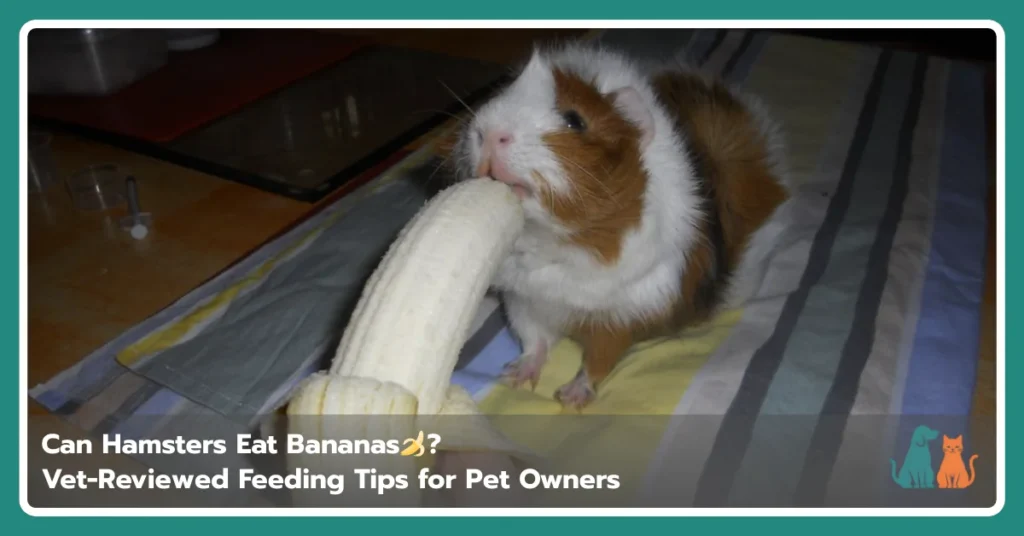 Can Hamsters Eat Bananas Can Hamsters Eat Bananas?