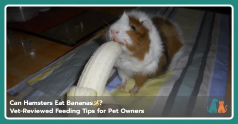 Can Hamsters Eat Bananas Can Hamsters Eat Bananas?