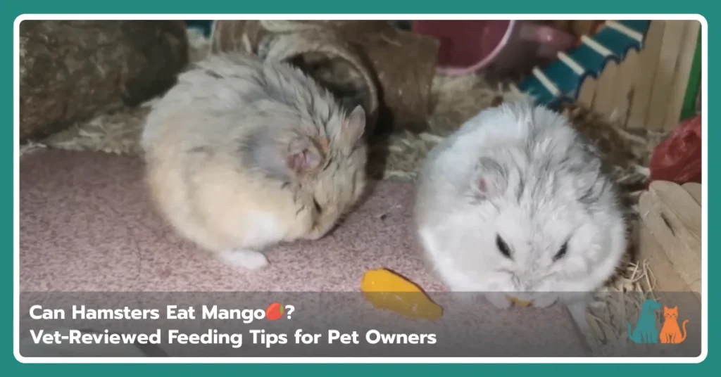 Can Hamsters Eat Mango Can Hamsters Eat Mango?