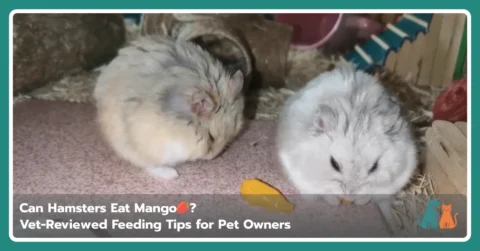 Can Hamsters Eat Mango Can Hamsters Eat Mango?