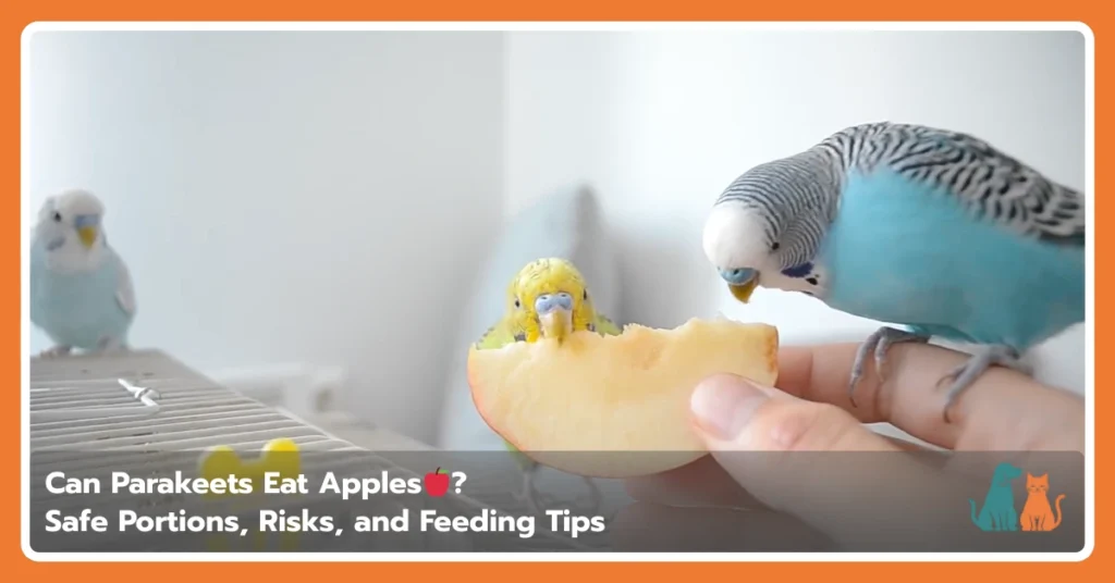 Can Parakeets Eat Apples