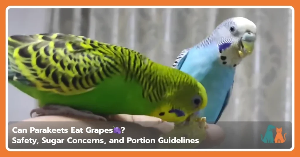 Can Parakeets Eat Grapes