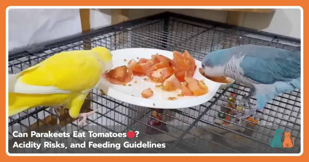 Can Parakeets Eat Tomatoes