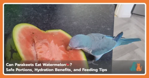 Can Parakeets Eat Watermelon Can Parakeets Eat Watermelon
