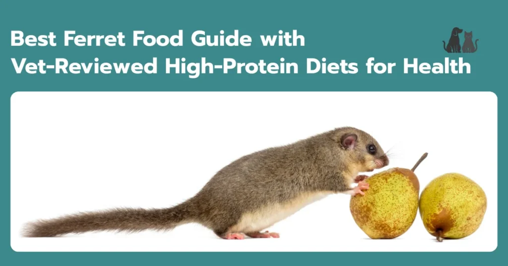 Best Ferret Food Guide